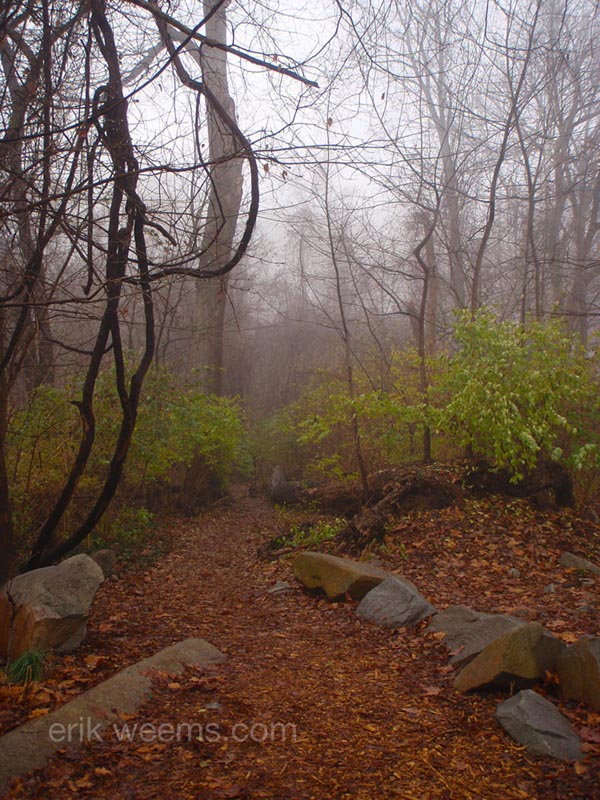 Fog Woods in Richmond Virginia