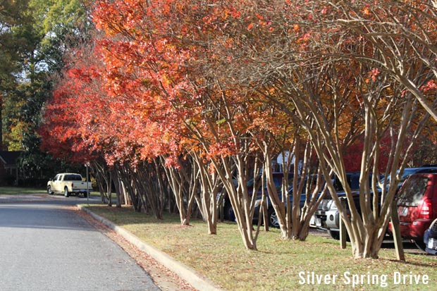 Silver Spring Drive