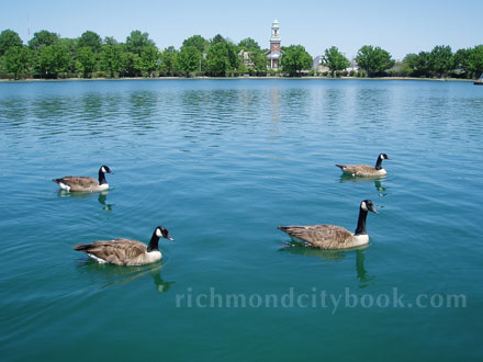 Ducks on Fountain Lake