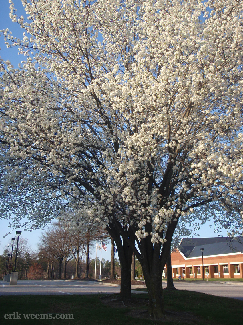 Dogwood in Bloom Richmond VA