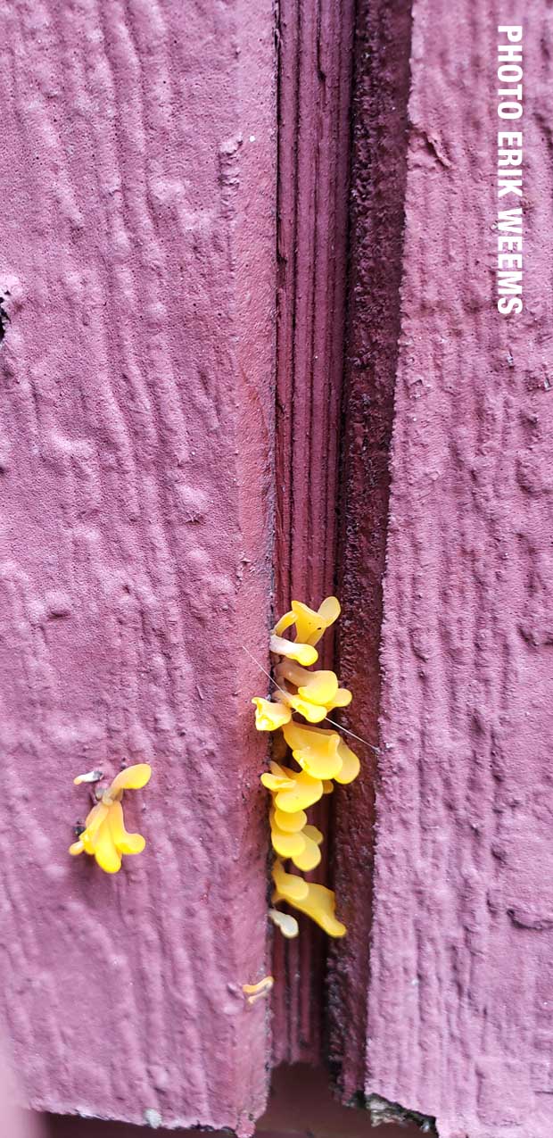 Yellow mushroom growth along wooden fence