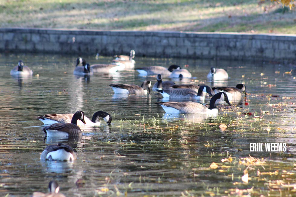 Fountain Lake Ducks and Geese