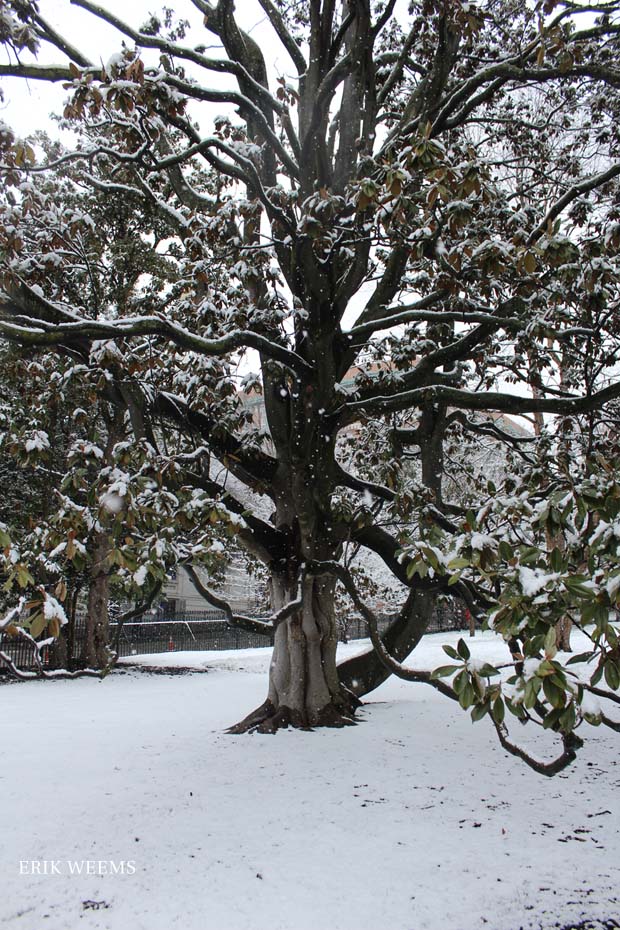 Magnolia Tree in Snow Richmond Virginia