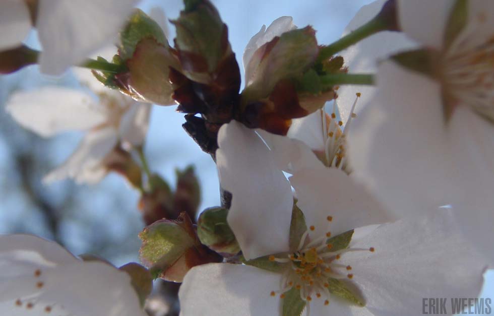 Apple Blossom Virginia