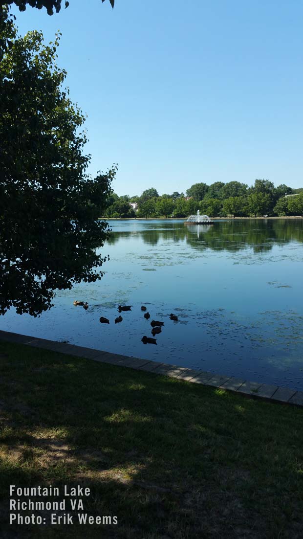 Fountain Lake Ducks