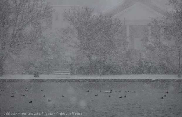 Fountain Lake cold ducks - Richmond Virginia