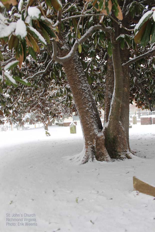 Magnolia in the Snow - Richmond Virginia
