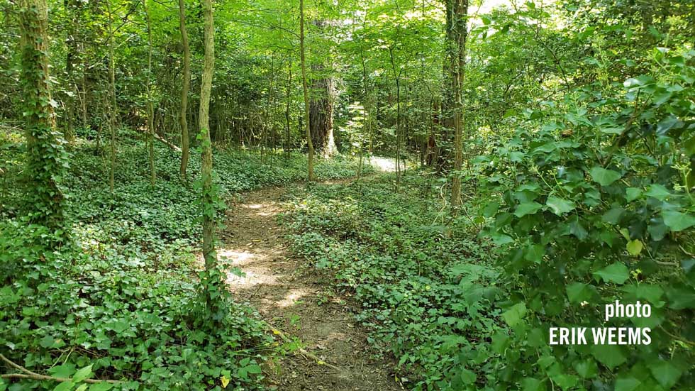 Forest trail in Byrd Park Richmond Virginia
