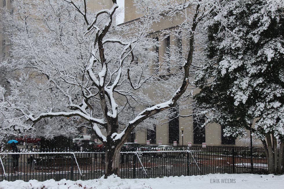 Snowed over tree Richmond Capitol Park