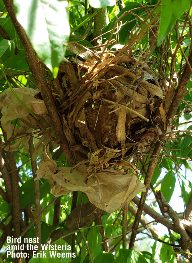 Bird nest in Wisteria