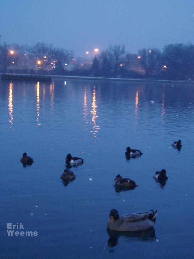 Fountain Lake Geese