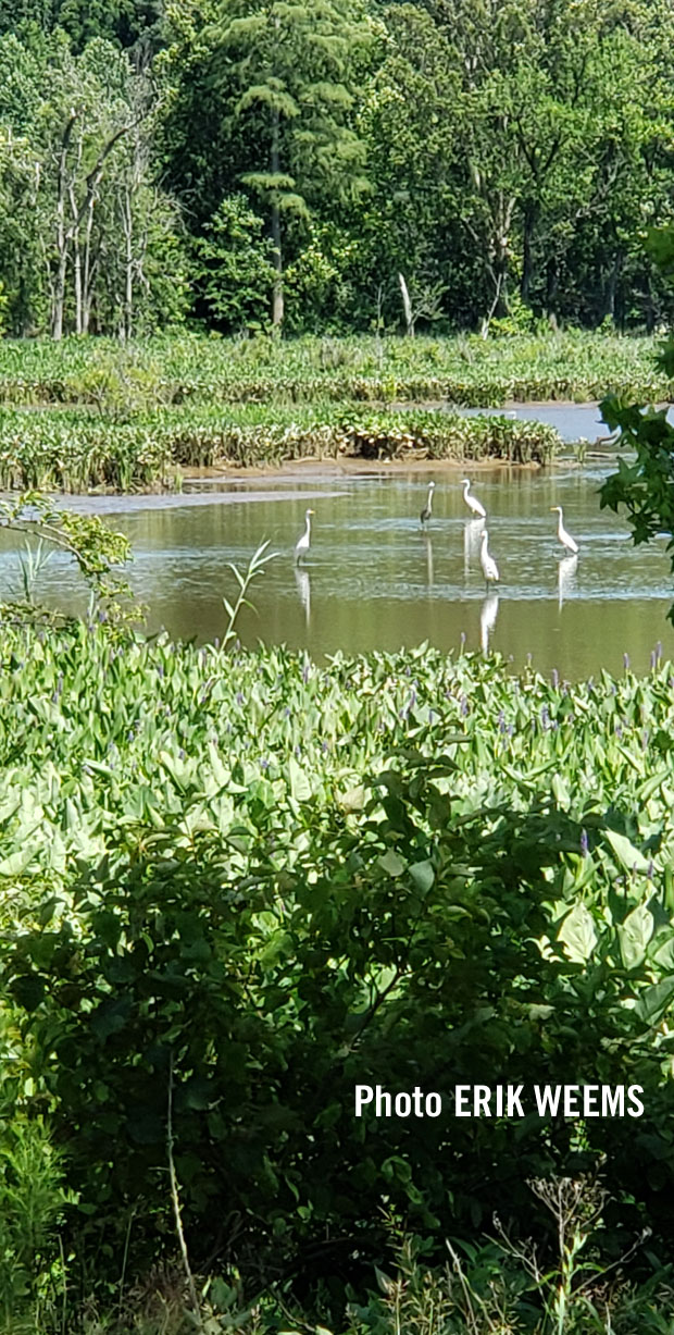 Egrets on the James River