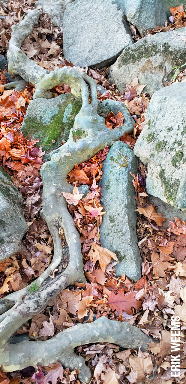 Roots and Rocks on the James River near Richmond