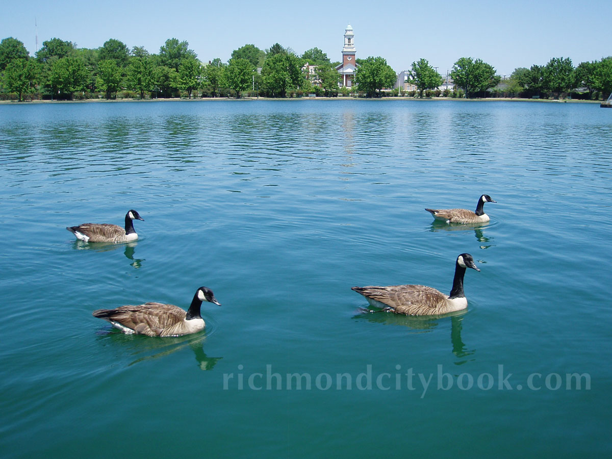 Richmond Virginia Geese on Fountain Lake