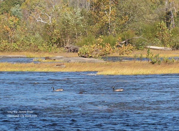 Geese on the James River Richmond VA