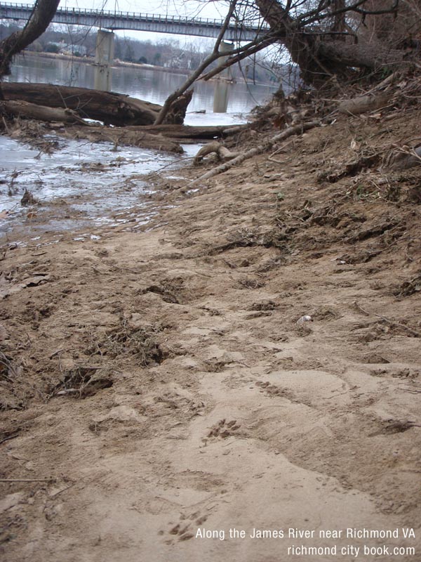 Animal Tracks along the James River near Richmond VA