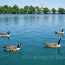 Geese on Fountain Lake
